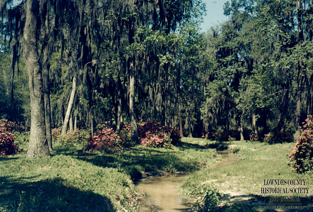 Azaleas in Drexel Park